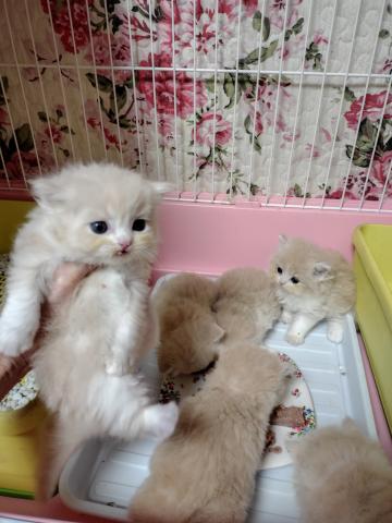 ラガマフィンの写真2