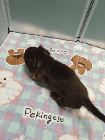 カニンヘンダックスフンドの写真4