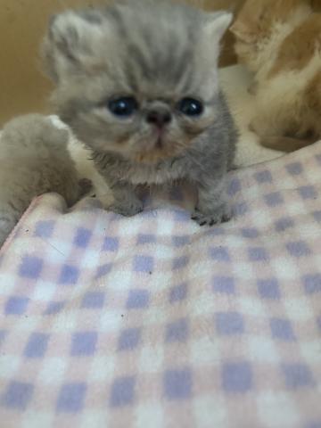 エキゾチックショートヘアー