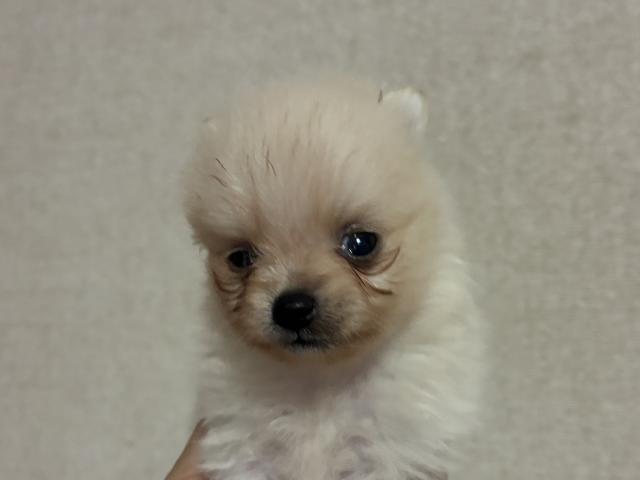 ポメラニアン
