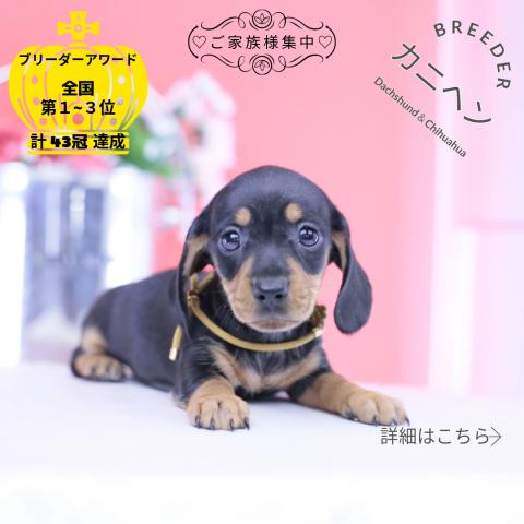 カニヘンダックスフンド スムース
