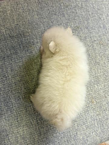 ポメラニアンの写真2