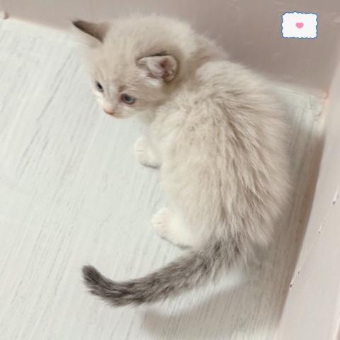 ラグドールの写真4