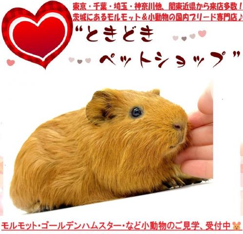 イングリッシュモルモット