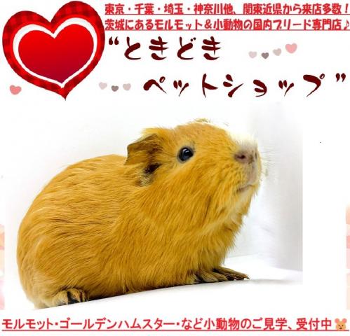 イングリッシュモルモット