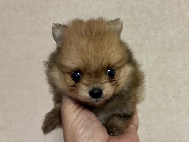 ポメラニアン