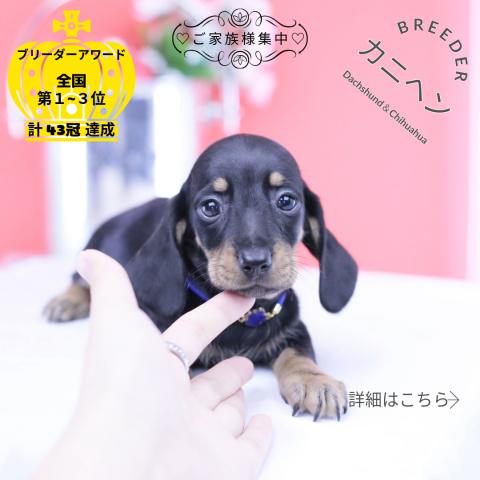 カニヘンダックスフンド スムース