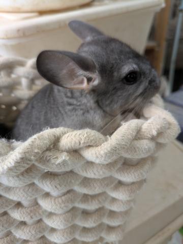 チンチラ サファイア