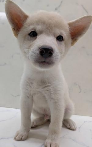 柴犬の写真4