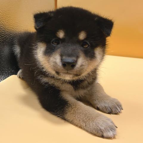 柴犬