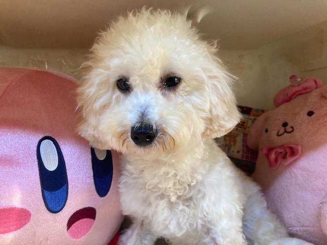 トイプードルの写真2