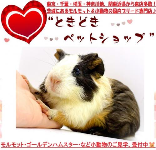 モルモット イングリッシュモルモットの写真2