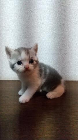 スコティッシュフォールド
