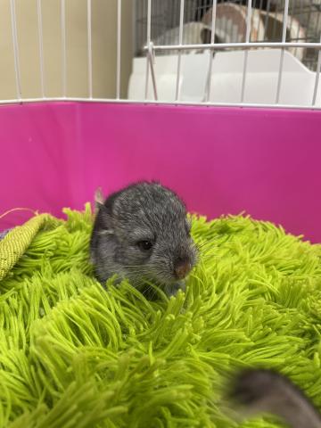 チンチラ