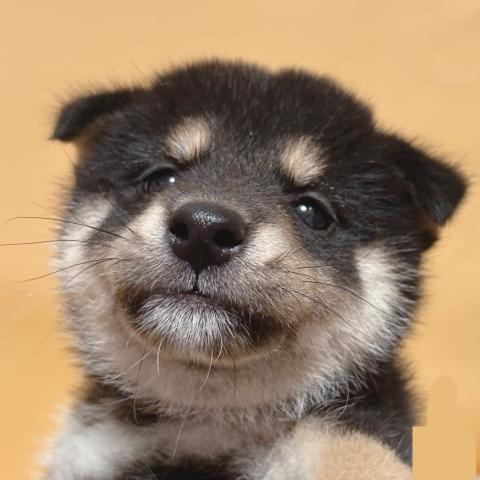 柴犬の写真3
