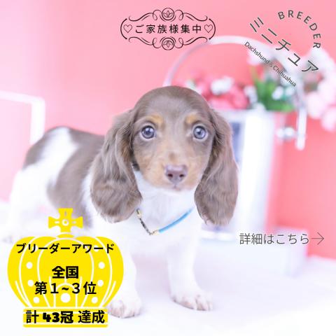 ミニチュアダックスフンド ロング