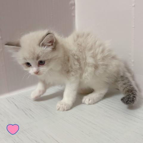 ラグドールの写真4