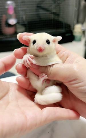 フクロモモンガ リューシ
