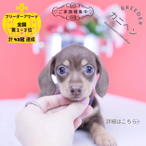 カニヘンダックスフンド　スムース