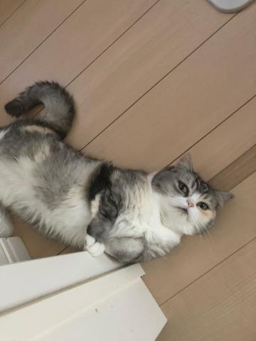 Cattery  Necoco
