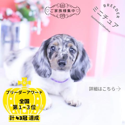 ミニチュアダックスフンド　ロング