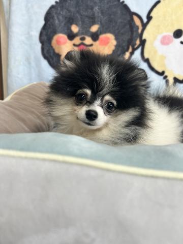 ポメラニアンの写真4