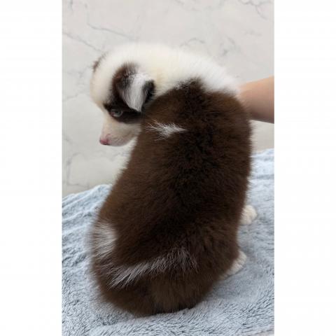 ボーダーコリーの写真4