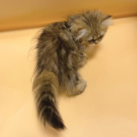 ペルシャ・ヒマラヤンの写真5