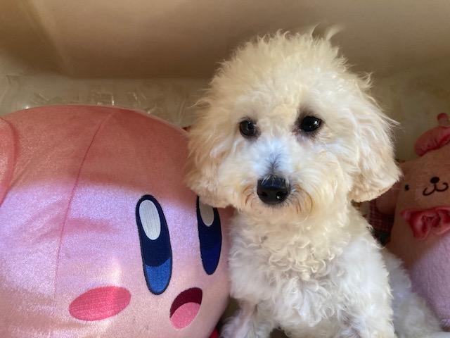 トイプードルの写真3