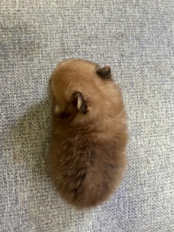 ポメラニアンの写真2