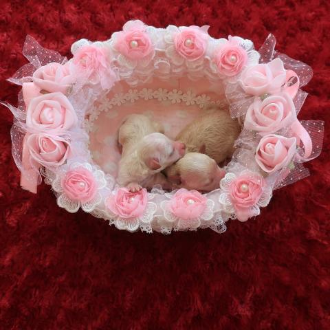 ティーカッププードルの写真2