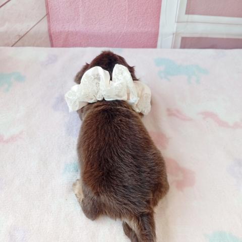 ミニチュアダックスフンドの写真5