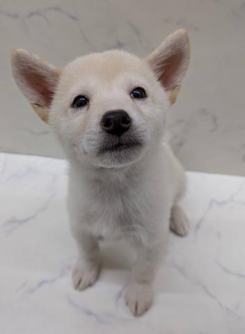 柴犬の写真3