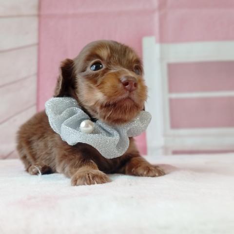 ミニチュアダックスフンドの写真3