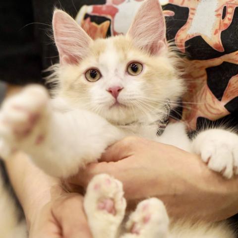 サイベリアンの写真2
