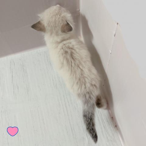 ラグドールの写真5