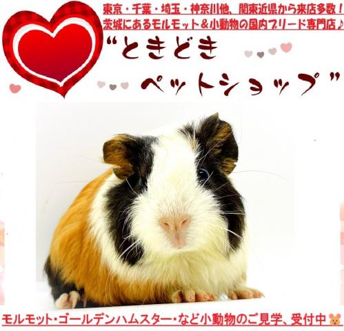 モルモット イングリッシュモルモット