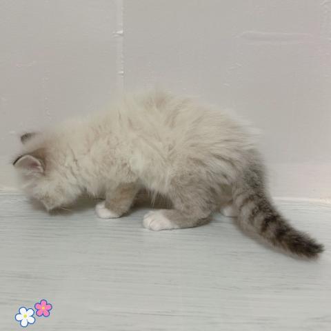 ラグドールの写真5