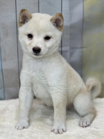 柴犬豆柴犬の写真2