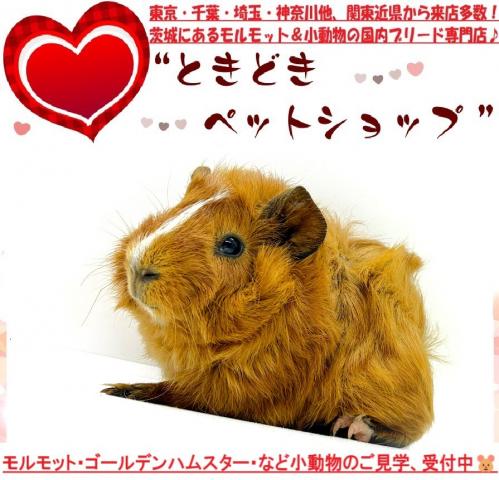 モルモット アビシニアンモルモットの写真2