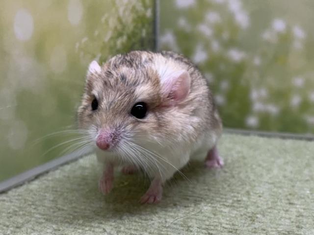 ファットテールジャービル