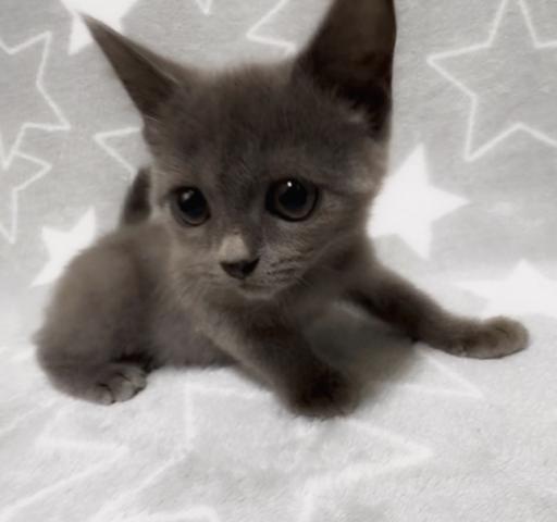 ブリティッシュショートヘア