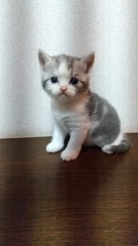 スコティッシュフォールドの写真3