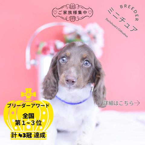 ミニチュアダックスフンド ロング