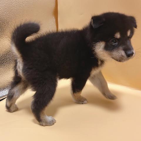 柴犬の写真5