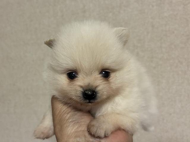 ポメラニアン