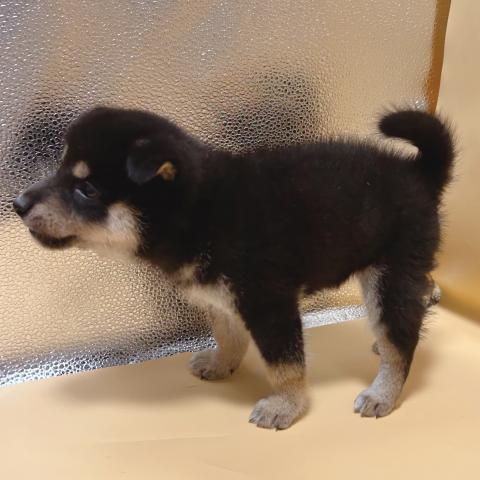 柴犬の写真4