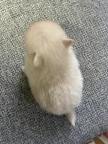 ポメラニアンの写真2
