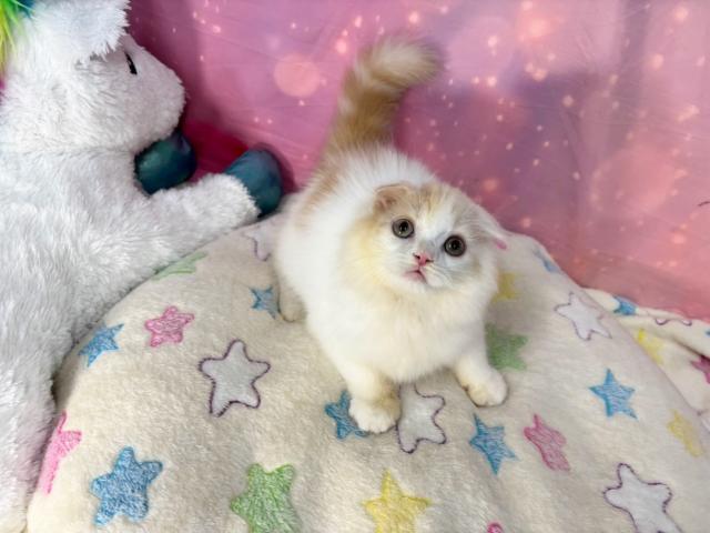 スコティッシュフォールドの写真3