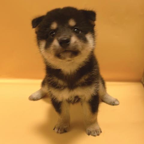 柴犬の写真2